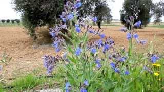 Anchusa azurea  Cyprus [upl. by Scibert345]