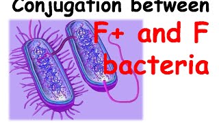 Conjugation between F amp F bacteria [upl. by Nnylak]