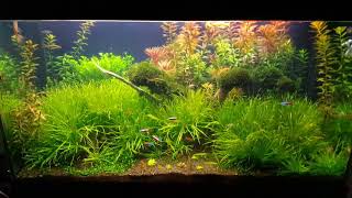 My plant aquarium with blyxa japonica and fissidens fontanus [upl. by Akinyt]