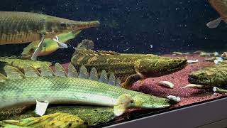 Polypterus bichir bichir quotLake Turkanaquot [upl. by Moffitt]