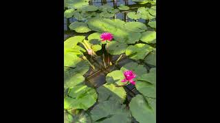 Water lilies Botanical garden japan june 2024 [upl. by Minnaminnie]