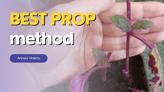 Purple Passion Plant Propagation FROM CUTTINGS  Water vs Soil vs Perlite [upl. by Trahern699]