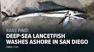 Creepylooking lancetfish washes ashore in La Jolla [upl. by Sall]