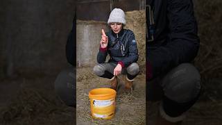 Wie lange braucht ihr pro Pferd im Stall🐴😊 [upl. by Ymereg]