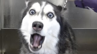 Lunatic Husky swears at me her whole groom [upl. by Shepley]