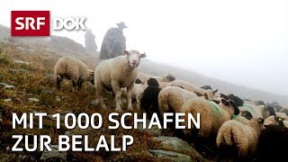 Die Schaftreiber vom Wallis  Kopf und Kragen für 1000 Schafe  Doku  SRF Dok [upl. by Ydnic761]