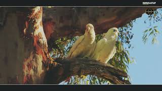 AUSTRALIAN CORELLA   A interplay of attraction and assessment [upl. by Bradan]