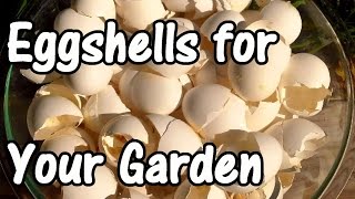 2 Min Tip How We Use Eggshells in Our Garden Eggshell Calcium [upl. by Newmann]