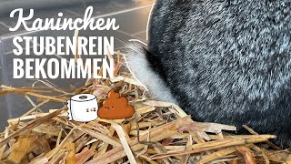 7 Tipps um Kaninchen Stubenrein zu bekommen  Stupsnasenbande [upl. by Ashleigh]