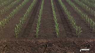 Subsurface drip irrigation for corn by Netafim [upl. by Attem]