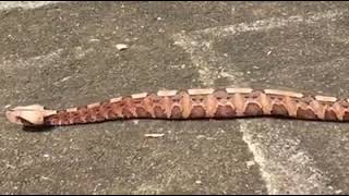 GABOON VIPER WALK [upl. by Nod]