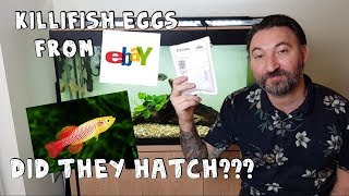 Buying killifish eggs from ebay will they hatch Is it legit or a scam Lets find out [upl. by Eiwoh97]