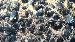 Mytilus edulis time lapse filtration Baltic Sea [upl. by Lutero]