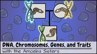 DNA Chromosomes Genes and Traits An Intro to Heredity [upl. by Hashimoto]