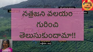 Nitrogen cycle in Telugu for class 9  unit 11 జీవభౌగోళిక రసాయినిక వలయాల [upl. by Hogarth]