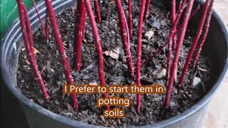 Grow ez to propagate plants easily Redtwig Dogwoods [upl. by Foss]