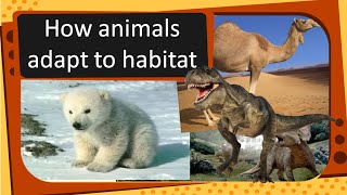 Science Animal Adaptation  Extinct and Endangered animals  English [upl. by Irakab600]