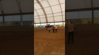 From my vaulting practice😍 horse horsey vaulting edit shorts blowup [upl. by My]