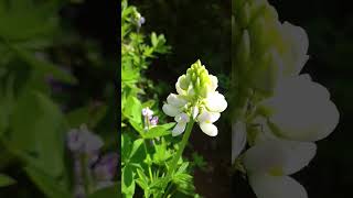 Beautiful flowers  Tarwi  Lupinus mutabilis  Beautiful Scenery [upl. by Omissam]