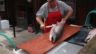 How to Fillet a Big Salmon and Prepare it for Smoked Salmon Recipe [upl. by Haase]