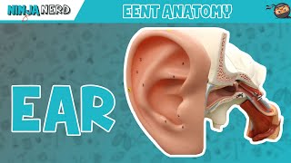 Special Senses  Ear Anatomy  Model [upl. by Adnohsel784]