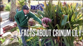 Fun Facts About Crinum Lily [upl. by Eelanna]