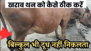 घर बैठे गाय को थनैला रोग का इलाज 👌🏽Mastitis Treatment in cows at home [upl. by Alameda]