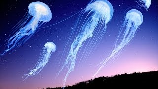 Shpongle  How the Jellyfish Jumped Up the Mountain Music Video [upl. by Henn]