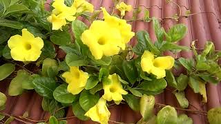 How to Grow Allamanda Plant  Golden Trumpet Vine With Care Tips [upl. by Nataniel]