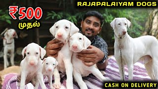 Native Dogs For Sale  சிப்பிபாறை கோம்பை கன்னி  Puppys For Sale  Vino Vlogs [upl. by Eugatnom171]