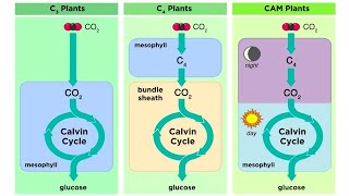 Types of Photosynthesis in Plants C3 C4 and CAM [upl. by Nuj]