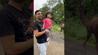 Navya ne camel ko hath laga diya 😳shorts trending viralvideo shortvideo unbelievablenavya [upl. by Nbi75]