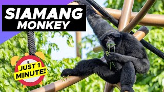 Siamang  Just 1 Minute 🐒 The Most Unique Monkey On Earth [upl. by Donavon]