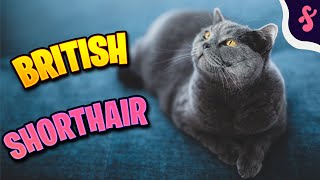 😺Top 10 Facts about British Shorthair Cat  Furry Feline Facts [upl. by Nylarahs]