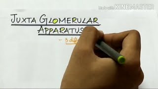 JUXTA GLOMERULAR apparatus  physiology  easy handwritten notes [upl. by Delcina33]