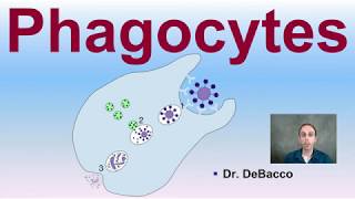 Phagocytes [upl. by Cecile]