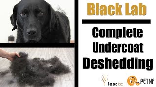 Black Lab  Full Undercoat Deshedding Tutorial [upl. by Ynnub232]