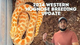 2024 Western Hognose Breeding Update Insights Successes and New Clutches [upl. by Sabec]