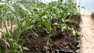 🌱SECRETOS quot3 Consejos para trasplantar plantas de tomates 🍅 Plantas más sanas y fuertes [upl. by Alanna800]