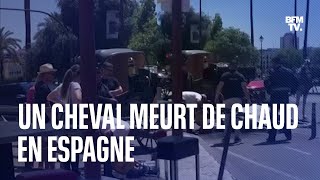 Canicule en Espagne ce cheval meurt à Séville alors quil tirait une calèche [upl. by Lori862]