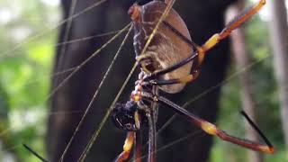 Super STRONG SPIDER WEB Meet Nephila The Golden Silk OrbWeaver Spider [upl. by Neirad]