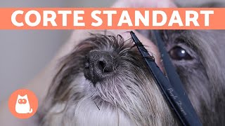 ¿Cómo cortar el pelo a un perro 🐶 CORTE BÁSICO  Animal Salut [upl. by Orual]