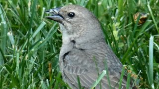 Female cowbird call  song  sounds amp activities  Brown headed [upl. by Geis]