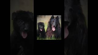 Groenendale Belgian Shepherd Dog  groenendael edit template [upl. by Gnanmos409]