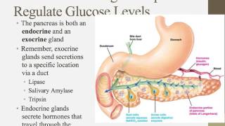 Notes for IB Biology Chapter 66 [upl. by Ailahk]