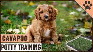 How To Potty Train A Cavapoo Puppy  Dog World [upl. by Comstock]