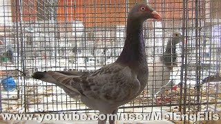 Exposition quotAvicolequot  EnquinlesMines 2021  Lapins  Pigeons [upl. by Nigel]