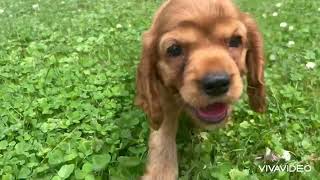 Cocker spaniel puppies [upl. by Raye464]