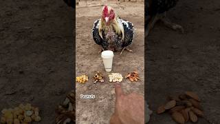 Powerful food for new feathers coming on white Jawa food youtube youtubeshorts [upl. by Juta]