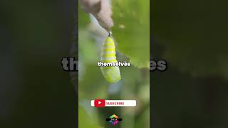 Caterpillars MELT Their INSANE Transformation You Wont Believe It MothFacts [upl. by Drandell]